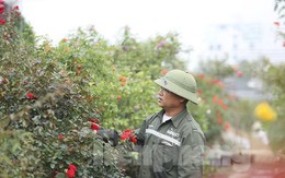 'Luyện' những siêu phẩm hoa hồng, nông dân Hà Nội thu về hàng trăm triệu mỗi năm