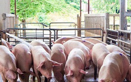 Giá lợn hơi liên tục giảm