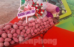 Thủ phủ khoai lang xuất khẩu chính ngạch lô hàng đầu tiên sang Trung Quốc