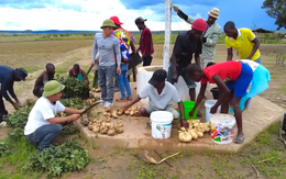 Một loại củ ở Việt Nam bán rẻ đầy chợ, team Quang Linh Vlogs trồng bán ở Angola cao gấp 5 lần
