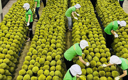 Trung Quốc ồ ạt thu mua rau quả, nhiều mặt hàng có cơ hội đạt tỷ USD