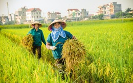 Hưởng lợi từ những mặt hàng nông sản Việt Nam xuất khẩu 'tỷ đô', nhóm cổ phiếu liên quan được mùa 'bội thu'