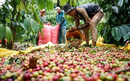 Xuất hiện yếu tố 'thiên thời', xuất khẩu cà phê Việt Nam có cơ hội duy trì mức 4 tỷ USD