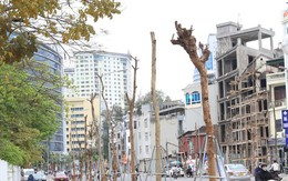 Hàng cây tiền tỷ 'mãi không thấy ra lá' trên tuyến đường giữa Thủ đô Hà Nội