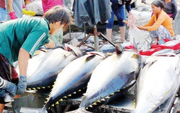 Giá cá ngừ giảm mạnh