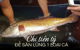 Loài cá Việt từng được dân Trung Quốc chi tiền tỷ để “săn” bằng được: Nguyên nhân là do 1 thứ quý hơn vàng trong bụng