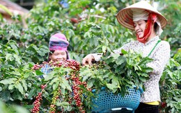 Bán tiêu và cà phê xịn ra khắp thế giới, một doanh nghiệp Việt thu về 250 triệu USD/năm, giúp nông dân Sơn La gửi tiết kiệm 2.500 tỷ đồng giữa mùa Covid