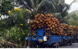 Dừa xiêm hút hàng, tăng giá dịp nắng nóng