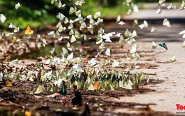 Ngỡ ngàng trước hàng vạn cánh bướm đủ sắc màu phủ khắp Vườn quốc gia Cúc Phương