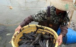Loài cá 'xấu đến kỳ lạ' bị người Trung Quốc xa lánh, nhưng lại trở thành 'cao lương mỹ vị' trên bàn nhậu Việt Nam