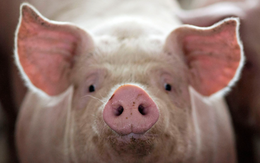 Bang Mỹ cấm bán thịt lợn nuôi nhốt kín, không đủ chỗ duỗi chân