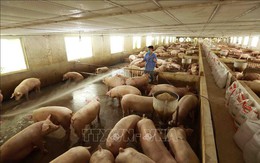 Giá lợn hơi tăng, tiệm cận giá thành sản xuất