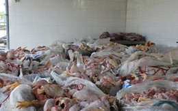 Hàng chục nghìn tấn gà thải 'tuồn' vào Việt Nam mỗi tháng