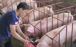 Giá lợn hơi liên tục tăng
