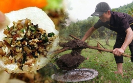 Săn trứng kiến ở miền núi Thanh Hóa, chế biến thành món ngon ít người được nếm