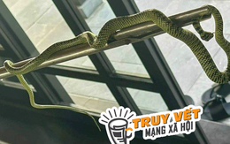 Resort ở Quảng Nam nói gì về vụ rắn bò trong phòng thuê 60 triệu đồng/đêm?