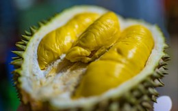 Người Trung Quốc sẽ ăn quả sầu riêng ‘nhà trồng’ đầu tiên vào tháng 6 – Thái Lan, Việt Nam, Malaysia có sợ mất thị trường xuất khẩu tỷ USD?