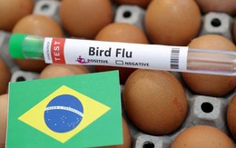 Cúm gia cầm độc lực cao lây lan, Brazil tuyên bố tình trạng khẩn cấp