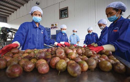 Cảnh báo giả mạo “Giấy chứng nhận xuất khẩu nông sản sang Trung Quốc”