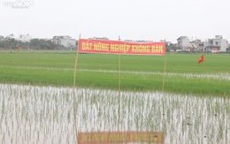 Dân không đồng ý, huyện có được thu hồi đất trồng lúa để làm cụm công nghiệp?