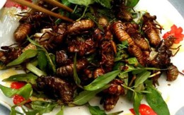 Khách Tây ăn thử một món từ côn trùng Việt Nam rồi nhận xét: "Ban đầu có thể sợ nhưng sau chắc chắn sẽ nghiện!"