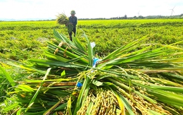 Dông lốc dữ dội, nông dân Quảng Bình ngậm ngùi gặt lúa nửa xanh nửa chín