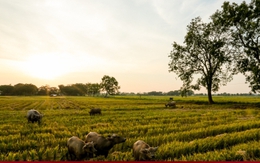 Mùa gặt bình dị ở ngoại thành Hà Nội