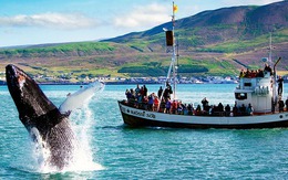 Xem cá voi: Ngành công nghiệp bạc tỷ giúp du khách cận cảnh ngắm nhìn loài động vật lớn nhất hành tinh