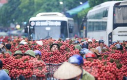 Hàng trăm xe nối đuôi chờ 'ngã giá' thu mua ở thủ phủ vải thiều