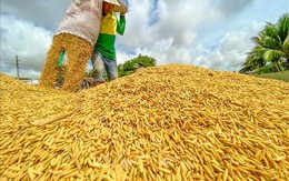 Thị trường nông sản tuần qua: Giá gạo Việt Nam cao nhất kể từ tháng 4/2021