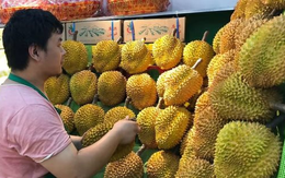 Xuất khẩu loại 'quả vàng quả bạc' này đã tăng hơn 1.700% kể từ đầu năm, Trung Quốc ồ ạt thu mua do diện tích trồng chưa đến 1/1.000 so với Việt Nam