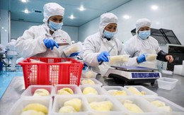 Trung Quốc thu hoạch vụ sầu riêng đầu tiên, hàng Việt Nam tự tin "sống tốt", thẳng tiến thị trường toàn cầu