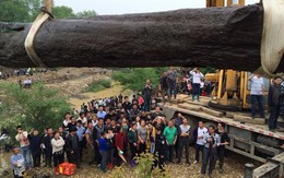Máy xúc vô tình đào được cây gỗ 40m, công trường lập tức bị phong tỏa: Chuyên gia nhận định “kho báu” này không dưới 300 tỷ đồng