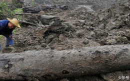 Lão nông khai hoang đào trúng cây gỗ 4.000 tuổi, chuyên gia: 'Giá không dưới 330 tỷ đồng'