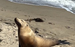 Hải cẩu và cá heo chết hàng loạt ở bờ biển California