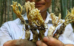 Lão nông khoe đào được con ve có sừng trên đầu, chuyên gia: 'Chúng hiếm nhưng sai một ly đi một dặm'