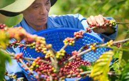 Cà phê robusta ngày càng được ưa chuộng: Lo ngại giá cả tăng vì thời tiết khắc nghiệt