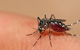 Bệnh truyền nhiễm liên quan đến muỗi có thể gia tăng bởi hiện tượng cực đoan này