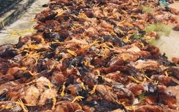 Hàng chục người giải cứu gần 8.000 con gà bị chết ngạt