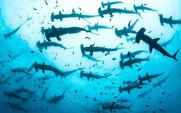 Ròng rã gom suốt nửa năm qua, những cá mập nào đang đặt cược lớn vào cổ phiếu quốc dân HPG
