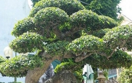 'Báu vật phát lộc' ở Việt Nam: Trả 20 tỷ chưa chắc mua nổi, xứng danh 'vua của các loài cây'