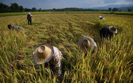 El Nino đang đe doạ vụ mùa lúa gạo trên khắp châu Á