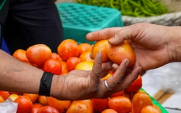 Cà chua tăng giá hơn 400% tại Ấn Độ: Đắt đỏ như xăng, đến McDonald’s cũng không mua nổi