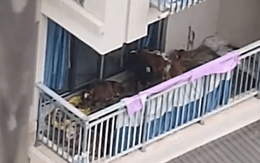 Nuôi 7 con bò ở ban công chung cư, người đàn ông khiến hàng xóm 'phát điên'