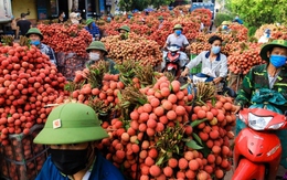 Nhờ trái cây đặc sản, một tỉnh kiếm 6.800 tỷ đồng chỉ trong hai tháng