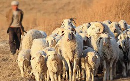 Thấy cừu chạy vòng tròn, người chăn cừu lại gần phát hiện bảo vật vô giá