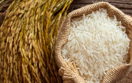 Giá gạo Việt tăng cao, cơ hội xuất khẩu đã đến