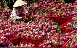 Bộ NN&PTNT đề nghị siết chặt kiểm tra trái cây xuất khẩu sang Trung Quốc