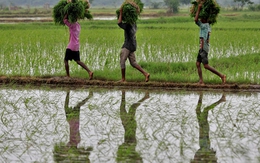 Giá gạo thế giới có thể tăng cao