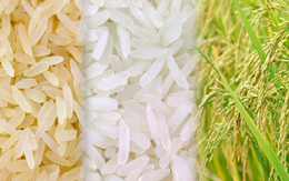 Tại sao lệnh cấm xuất khẩu gạo của Ấn Độ lại nghiêm trọng đối với thương mại toàn cầu?